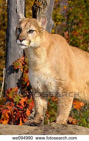 Cougar looking out while standing on a rock in an Autumn forest with red oak leaves View Large Photo Image Stock Image - Cougar looking out while standing on a rock in an Autumn forest with red oak leaves. Fotosearch