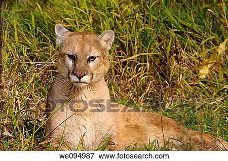 Cougar lying in tall grass keeping watch View Large Photo Image Stock Photo - Cougar lying in tall grass keeping watch. Fotosearch