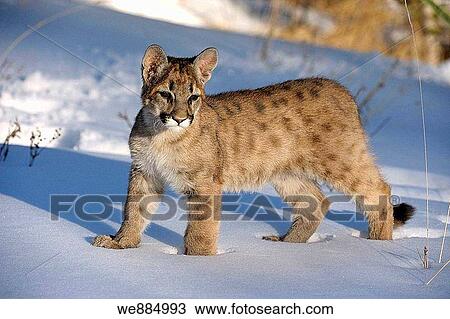 Cougar, Mountain lion Felis concolor Baby in winter habitat View Large Photo Image Stock Image - Cougar, Mountain lion Felis concolor Baby in winter habitat. Fotosearch