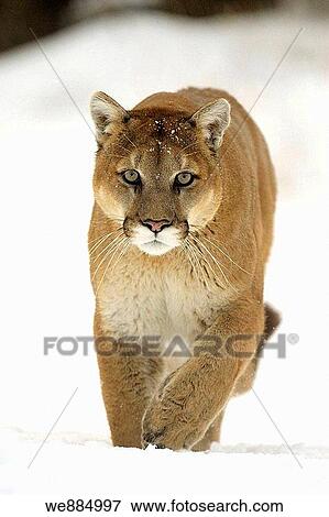 Stock Photo - Cougar, Mountain lion Felis concolor captive in winter habitat. Fotosearch