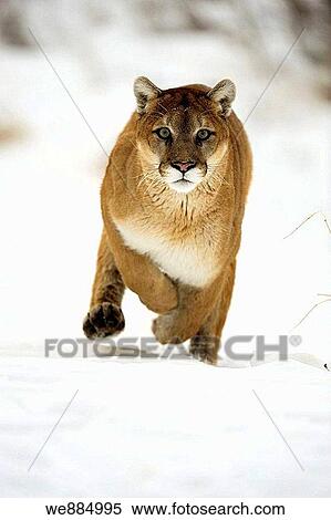 Stock Photography - Cougar, Mountain lion Felis concolor captive in winter habitat. Fotosearch