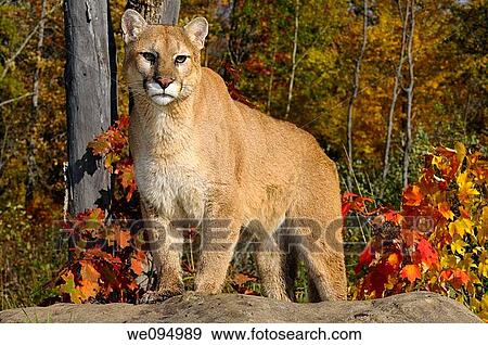 Cougar staring while standing on a rock in an Autumn forest with red oak and maple leaves View Large Photo Image Stock Photo - Cougar staring while standing on a rock in an Autumn forest with red oak and maple leaves. Fotosearch