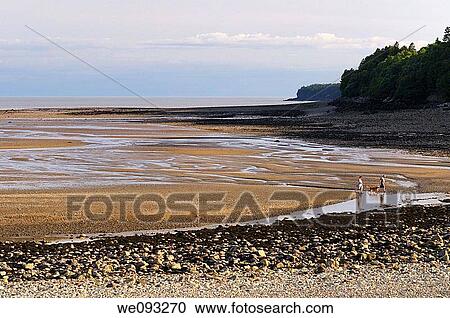 Couple with dog coming in with tide on the Bay of Fundy shores at Alma New Brunswick View Large Photo Image Stock Image - Couple with dog coming in with tide on the Bay of Fundy shores at Alma New Brunswick. Fotosearch