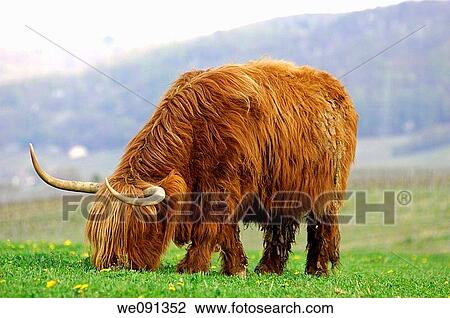 Cow with gender-specific shaping of the horns, Highland Cattle, Kyloe View Large Photo Image Stock Image - Cow with gender-specific shaping of the horns, Highland Cattle, Kyloe. Fotosearch