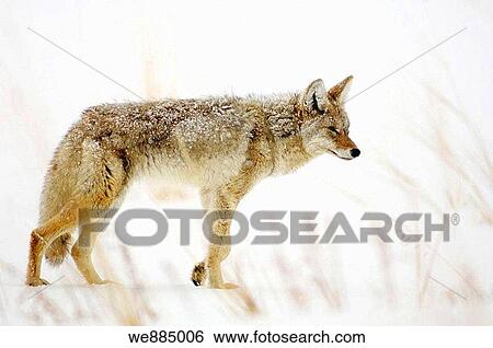 Stock Photograph - Coyote Canis latrans in winter habitat. Fotosearch
