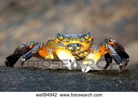 Stock Image - Crab ocypode on shore in Australia. Fotosearch