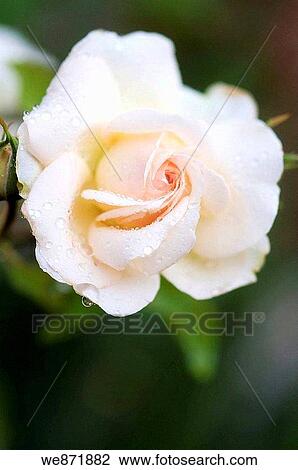 Cream Colored Rose. Rosa hybrid May 2008 Maryland, USA View Large Photo Image Stock Image - Cream Colored Rose. Rosa hybrid May 2008 Maryland, USA. Fotosearch