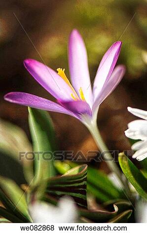Stock Photo - Crocus Bloom. Crocus tommasinianus. March 2008. Maryland, USA.. Fotosearch