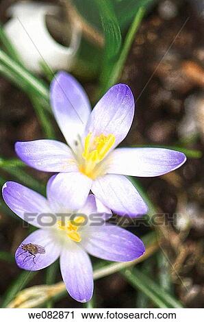 Crocus Flower Pair and a Fly. Crocus tommasinianus. March 2008. Maryland, USA. View Large Photo Image Stock Image - Crocus Flower Pair and a Fly. Crocus tommasinianus. March 2008. Maryland, USA.. Fotosearch