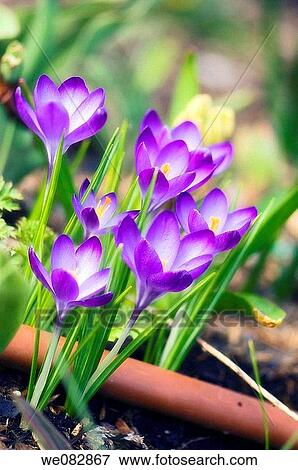 Crocus Group. Crocus tommasinianus. March 2008. Maryland, USA. View Large Photo Image Stock Photo - Crocus Group. Crocus tommasinianus. March 2008. Maryland, USA.. Fotosearch