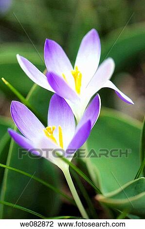 Crocus Pair. Crocus tommasinianus. March 2008. Maryland, USA. View Large Photo Image Stock Image - Crocus Pair. Crocus tommasinianus. March 2008. Maryland, USA.. Fotosearch