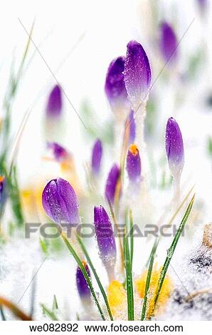 Crocus Patch Covered with Snow. Crocus tommasinianus. March 2007, Maryland, USA View Large Photo Image Stock Image - Crocus Patch Covered with Snow. Crocus tommasinianus. March 2007, Maryland, USA. Fotosearch