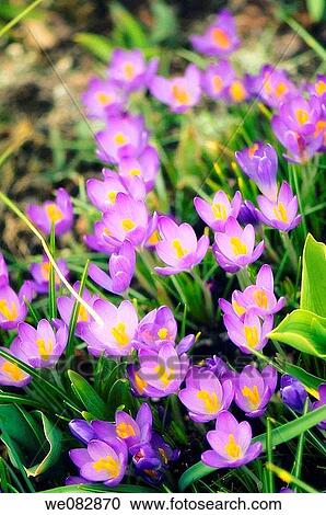 Crocus Patch. Crocus tommasinianus. March 2008. Maryland, USA. View Large Photo Image Stock Image - Crocus Patch. Crocus tommasinianus. March 2008. Maryland, USA.. Fotosearch