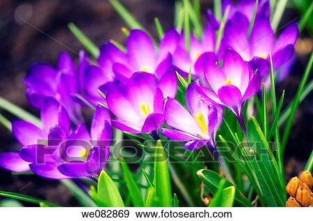 Crocus Patch. Crocus tommasinianus. March 2008. Maryland, USA. View Large Photo Image Stock Photo - Crocus Patch. Crocus tommasinianus. March 2008. Maryland, USA.. Fotosearch
