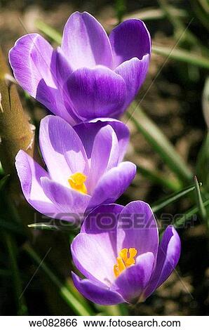 Crocus Trio. Crocus vernus. March 2008. Maryland, USA. View Large Photo Image Stock Photograph - Crocus Trio. Crocus vernus. March 2008. Maryland, USA.. Fotosearch