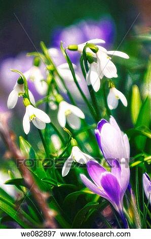 Crocuses an Snowdrops in Bloom. Crocus tommasinianus, Galanthus nivalis. March 2008, Maryland, USA View Large Photo Image Stock Photo - Crocuses an Snowdrops in Bloom. Crocus tommasinianus, Galanthus nivalis. March 2008, Maryland, USA. Fotosearch