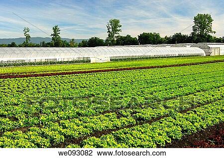 Cropland for lettuce production and greenhouses for the cultivation of vegetables in the Seeland region, Switzerland View Large Photo Image Stock Image - Cropland for lettuce production and greenhouses for the cultivation of vegetables in the Seeland region, Switzerland. Fotosearch
