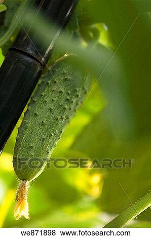Cucumber. Cucumis sativus. July 2008, Maryland, USA View Large Photo Image Stock Photo - Cucumber. Cucumis sativus. July 2008, Maryland, USA. Fotosearch