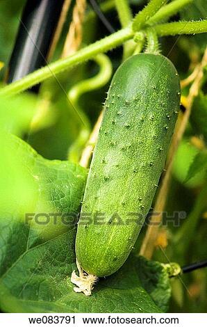 Stock Image - Cucumber Growing on a Vine. Cucumis sativus.. Fotosearch
