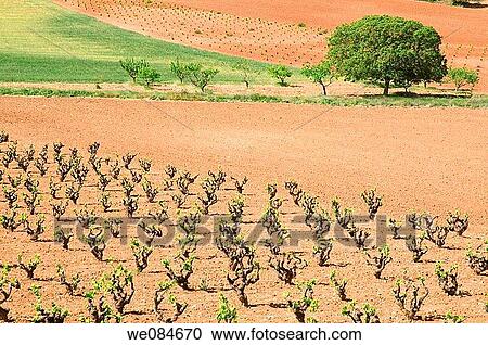 Cultivation field. Cuenca province, Castilla La Mancha, Spain. View Large Photo Image Stock Image - Cultivation field. Cuenca province, Castilla La Mancha, Spain.. Fotosearch