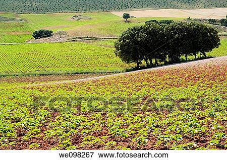 Cultivation field. Cuenca province, Castilla La Mancha, Spain. View Large Photo Image Stock Photo - Cultivation field. Cuenca province, Castilla La Mancha, Spain.. Fotosearch