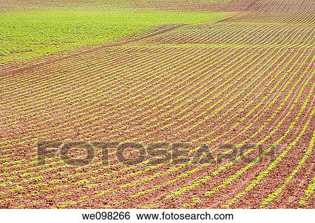 Cultivation field. Cuenca province, Castilla La Mancha, Spain. View Large Photo Image Stock Photograph - Cultivation field. Cuenca province, Castilla La Mancha, Spain.. Fotosearch