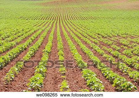 Cultivation field. Cuenca province, Castilla La Mancha, Spain. View Large Photo Image Stock Photography - Cultivation field. Cuenca province, Castilla La Mancha, Spain.. Fotosearch