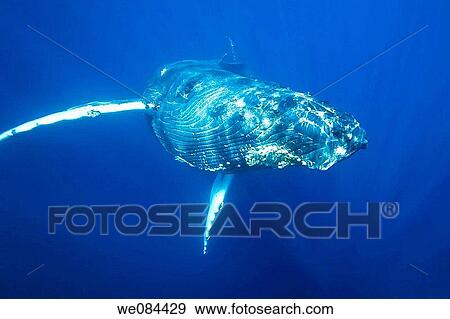 Curious humpback whale Megaptera novaeangliae approaches the boat underwater in the AuAu Channel between the islands of Maui and Lanai, Hawaii, USA Each year humpback whales return to these waters in the winter and spring to mate and give birth to thei View Large Photo Image Stock Photo - Curious humpback whale Megaptera novaeangliae approaches the boat underwater in the AuAu Channel between the islands of Maui and Lanai, Hawaii, USA Each year humpback whales return to these waters in the winter and spring to mate and give birth to thei. Fotosearch