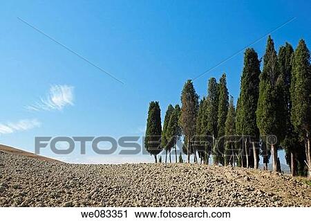 Stock Image - Cypress Trees, San Quirico d? Orcia, Tuscany, Italy. Fotosearch