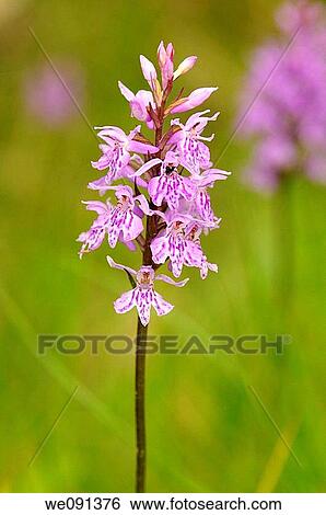 Dactylorhiza fuchsii, Orchid View Large Photo Image Stock Photograph - Dactylorhiza fuchsii, Orchid. Fotosearch