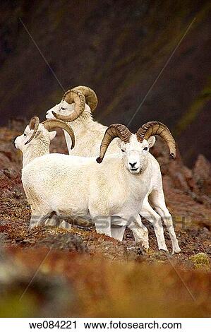 DAHL SHEEP DENALI NATIONAL PARK ALASKA View Large Photo Image Stock Image - DAHL SHEEP DENALI NATIONAL PARK ALASKA. Fotosearch
