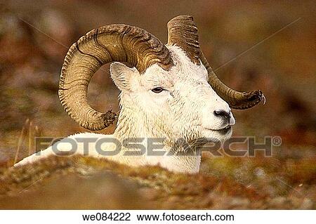 DAHL SHEEP DENALI NATIONAL PARK ALASKA View Large Photo Image Stock Image - DAHL SHEEP DENALI NATIONAL PARK ALASKA. Fotosearch