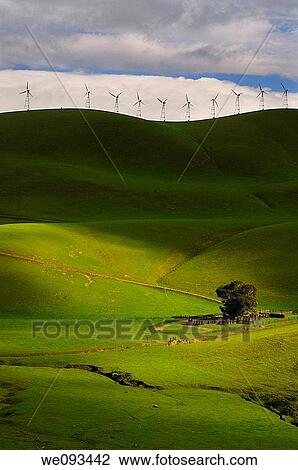 Dappled sun on a tree on the rolling green pasturs of the Altamont Pass wind farm in California View Large Photo Image Stock Image - Dappled sun on a tree on the rolling green pasturs of the Altamont Pass wind farm in California. Fotosearch