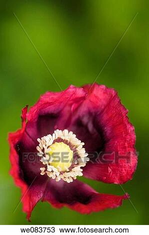 Dark Red Poppy. Papaver somniferum var paeoniflorum. View Large Photo Image Stock Image - Dark Red Poppy. Papaver somniferum var paeoniflorum.. Fotosearch