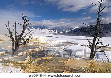 Dead trees and steaming travertine pools with snow at the Main Terrace at Mammoth Hot Springs Yellowstone Park in winter View Large Photo Image Picture - Dead trees and steaming travertine pools with snow at the Main Terrace at Mammoth Hot Springs Yellowstone Park in winter. Fotosearch
