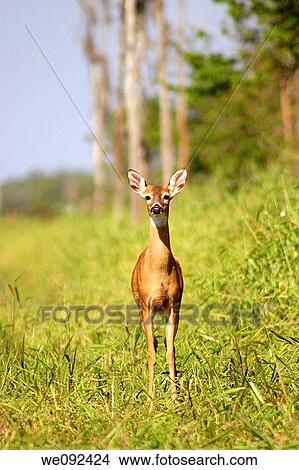 Picture - Deer in the everglades. Fotosearch