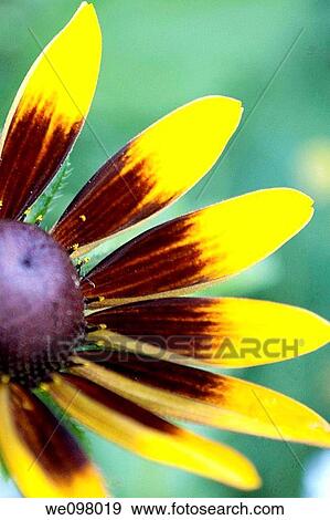 Detail of the petals of a Rubeckia Hirta View Large Photo Image Stock Photo - Detail of the petals of a Rubeckia Hirta. Fotosearch