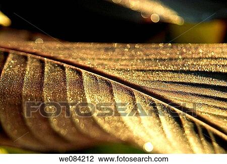 DEW ON LEAF AT SUNRISE View Large Photo Image Stock Image - DEW ON LEAF AT SUNRISE. Fotosearch