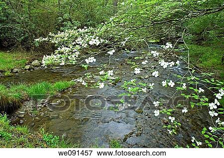 Dogwood, Spring, Cades Cove, Great Smoky Mtns NP, TN, USA View Large Photo Image Stock Photo - Dogwood, Spring, Cades Cove, Great Smoky Mtns NP, TN, USA. Fotosearch