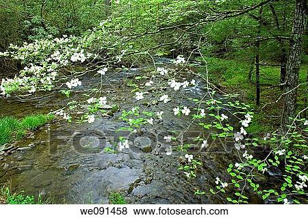 Dogwood, Spring, Cades Cove, Great Smoky Mtns NP, TN, USA View Large Photo Image Stock Photo - Dogwood, Spring, Cades Cove, Great Smoky Mtns NP, TN, USA. Fotosearch