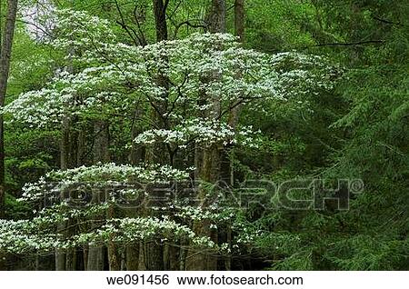Dogwood, Spring, Cades Cove, Great Smoky Mtns NP, TN, USA View Large Photo Image Stock Photograph - Dogwood, Spring, Cades Cove, Great Smoky Mtns NP, TN, USA. Fotosearch