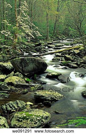 Dogwood, Stream, Tremont, Great Smoky Mtns NP, TN, USA View Large Photo Image Stock Image - Dogwood, Stream, Tremont, Great Smoky Mtns NP, TN, USA. Fotosearch
