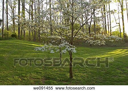Dogwood Trees, Spring Images, East Tennessee View Large Photo Image Stock Photography - Dogwood Trees, Spring Images, East Tennessee. Fotosearch