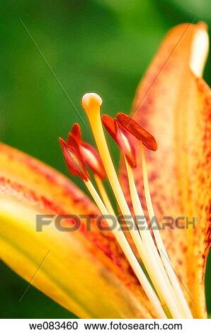 Dotted Lily Close-up. Lilium hybrid. July 2008, Maryland, USA View Large Photo Image Stock Image - Dotted Lily Close-up. Lilium hybrid. July 2008, Maryland, USA. Fotosearch