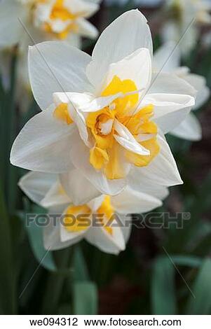 Double white daffodils with split yellow trumpets View Large Photo Image Stock Image - Double white daffodils with split yellow trumpets. Fotosearch