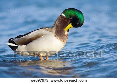 drake mallard duck cleaning plumage View Large Photo Image Stock Image - drake mallard duck cleaning plumage. Fotosearch