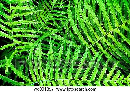 dynamic fern composition, vibrant green background texture View Large Photo Image Stock Photo - dynamic fern composition, vibrant green background texture. Fotosearch