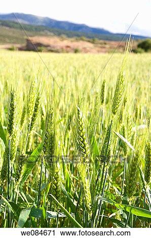 Ears of green wheat, close view. Albendiego, Guadalajara province, Castilla La Mancha, Spain. View Large Photo Image Stock Image - Ears of green wheat, close view. Albendiego, Guadalajara province, Castilla La Mancha, Spain.. Fotosearch