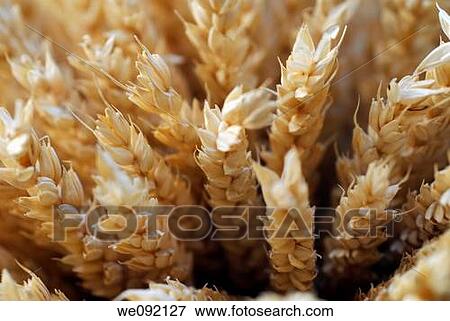 Ears of wheat close up View Large Photo Image Stock Photo - Ears of wheat close up. Fotosearch