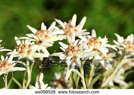 Stock Photo - Edelweiss Leontopodium alpinum Cass. Fotosearch
